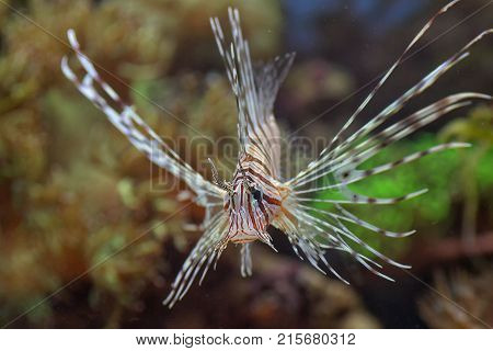 a beautiful but poisonous small lion fish
