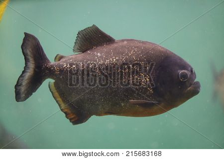 Red piranha (Pygocentrus nattereri), also known as the red-bellied piranha.