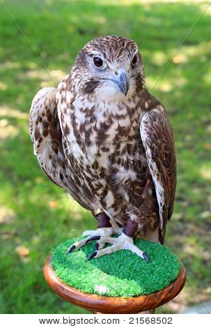 Falcon