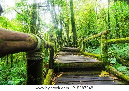 beautiful rain forest with old wooden bridge at Angka in inthanon international park in Chaing mai Thailand light ray effect