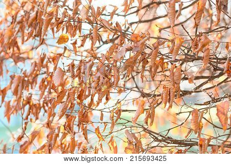 Dead outumn leaves on a tree
