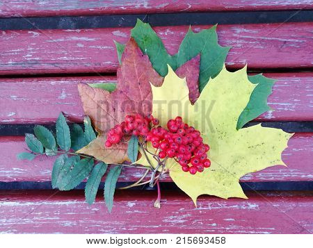 Colored maple leaves and a bunch of mountain ash in a bouquet