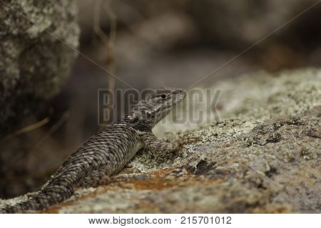 Wild Lizard taking the sun in the rocks