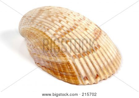 Seashell