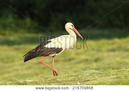white stork foraging in the field ( Ciconia )