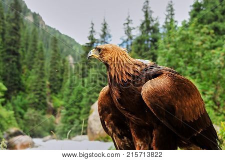 Golden eagle (Aquila chrysaetos).
The golden eagle is one of the best-known birds of prey in the Northern Hemisphere. It is the most widely distributed species of eagle.