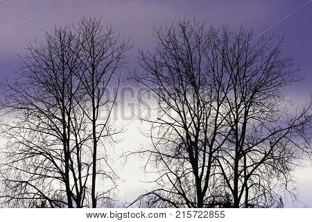 Tree branches against the colorful sky. Beautiful Finnish nature.