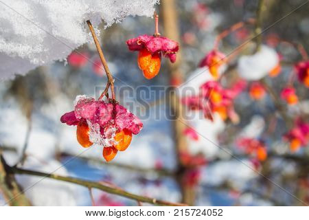 Red Berries On The Branch During Sunset, European Spindle, Euonymus Europaeus With Snow.