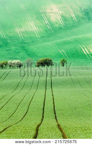 Curves of wavy rolling textured rural fields with blooming trees in moravia at springtime. Czech republic. Suitable for abstract background or pattern. Bright vibrant multicolored outdoors vertical image.