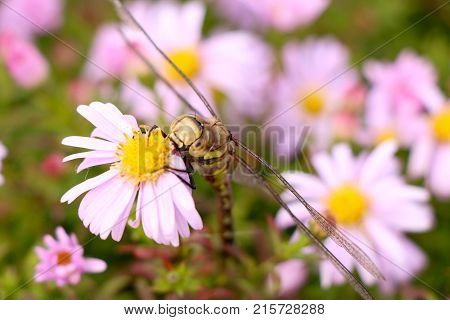 large dragonfly close-up portrait on a flower of hellebore, against a background of other lilac flowers