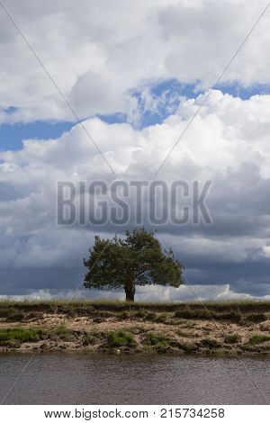 A lone pine tree by the river