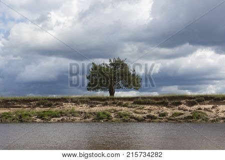 Lonely pine on a steep bank of the river