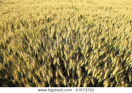 Žluté pšeničné pole