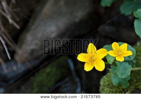 Marsh Marigold