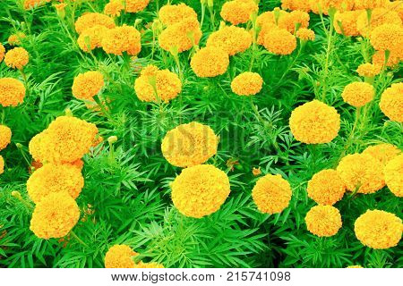 marigold yellow-orange flower blooming beautiful in garden : Select focus with shallow depth of field. (Tagetes erecta Mexican marigold Aztec marigold African marigold)