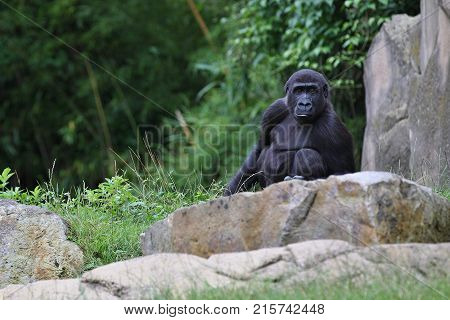 Endangered eastern gorilla on the green grassland, silverback male, Gorilla beringei, rare african animal. Animals in captivity.