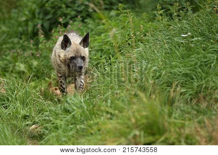 Brown hyena walking in the nature looking habitat in zoo. Wild animals in captivity. Beautiful canine and carnivore. Hyaena brunnea.