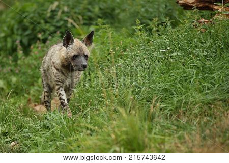 Brown hyena walking in the nature looking habitat in zoo. Wild animals in captivity. Beautiful canine and carnivore. Hyaena brunnea.