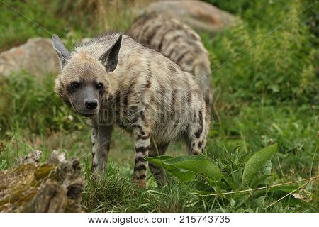 Brown hyena walking in the nature looking habitat in zoo. Wild animals in captivity. Beautiful canine and carnivore. Hyaena brunnea.