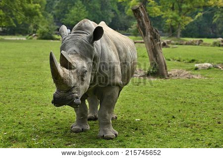 White rhinoceros in the beautiful nature looking habitat. Wild animals in captivity. Prehistoric and endangered species in zoo.