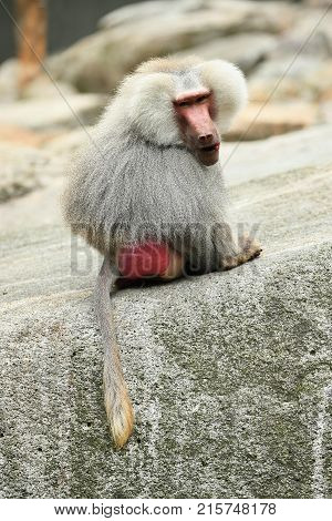 Majestic hamadryas baboon in captivity. Wild monkeys in zoo. Beautiful and also dangereous animals. African wildlife in captivity.
