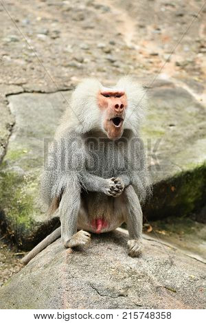 Majestic hamadryas baboon in captivity. Wild monkeys in zoo. Beautiful and also dangereous animals. African wildlife in captivity.