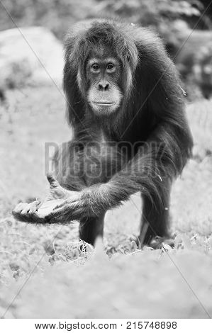 Endangered bornean orangutan in the rocky habitat. Pongo pygmaeus. Wild animal behind the bars. Beautiful and cute creature.