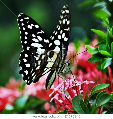 Schmetterling und Blumen