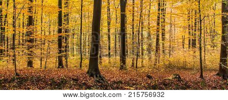 Autumn Colorful German Beech Forest Landscape In Siebengebirge