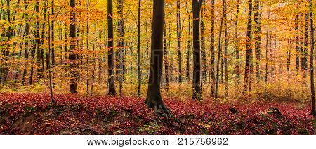 Autumn Colorful German Beech Forest Landscape In Siebengebirge