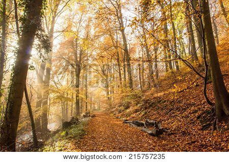 Rheinsteig Hiking Trail Autumn Colors Siebengebirge Germany