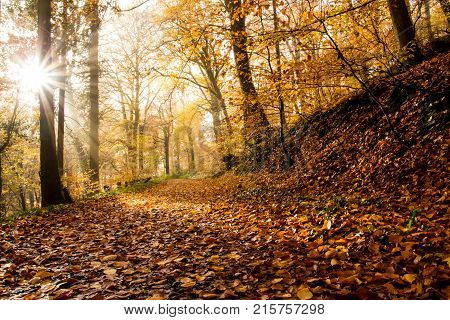 Rheinsteig Hiking Trail Autumn Colors Siebengebirge Germany
