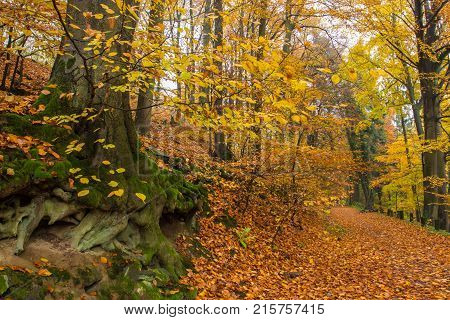 Rheinsteig Hiking Trail Autumn Colors Siebengebirge Germany