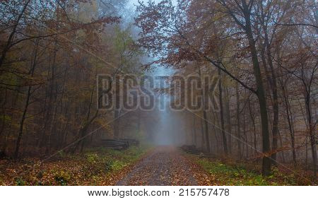 Foggy Autumn Forest In Siebengebirge Germany