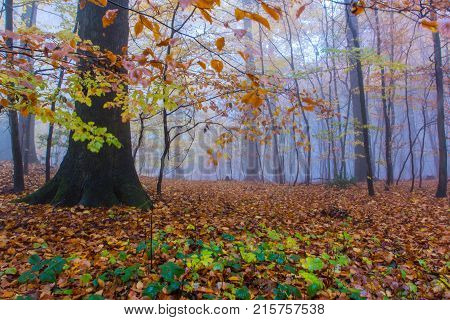 Foggy Autumn Forest In Siebengebirge Germany
