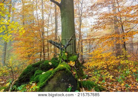 Foggy Autumn Forest In Siebengebirge Germany