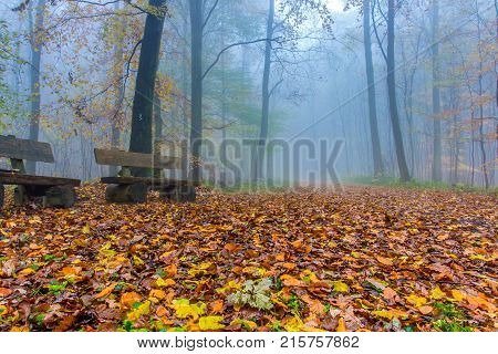 Foggy Autumn Forest In Siebengebirge Germany