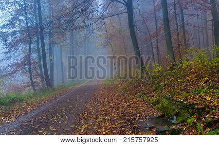 Foggy Autumn Forest In Siebengebirge Germany