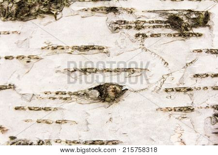 Texture of birch bark closeup as background