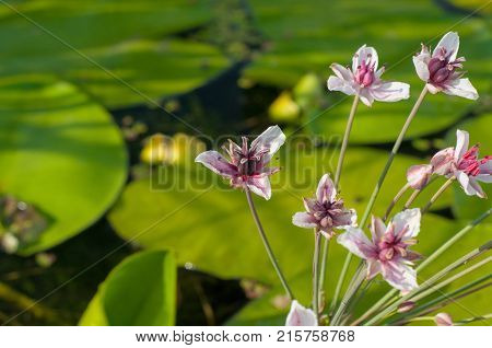 flowers of the flowering rush white with a pink tinge on the Water-lily background