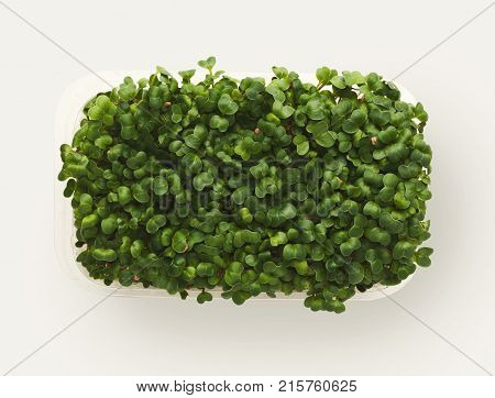 Growing micro greens isolated on white background. Healthy eating, fresh organic produce and restaurant decoration concept. Top view on redish in plastic bowl, copy space