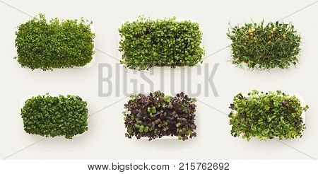 Growing micro greens isolated on white background, copy space, top view. Assortment of baby sprouts in plastic bowls, mockup for healthy eating and organic restaurant cooking advertisement