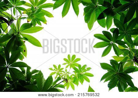 Top view of a tropical green tree with leaves and branches and white sky, foliage green background