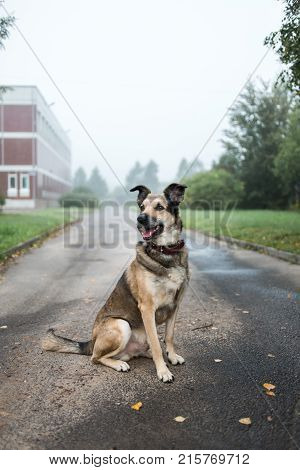 Portrait Of Beautiful Happy Dog, Looking Aside, Sitting On A Road In A Fog