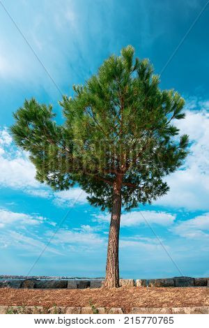 Evergreen pine tree on seaside promenade on bright sunny day during summer touristic season