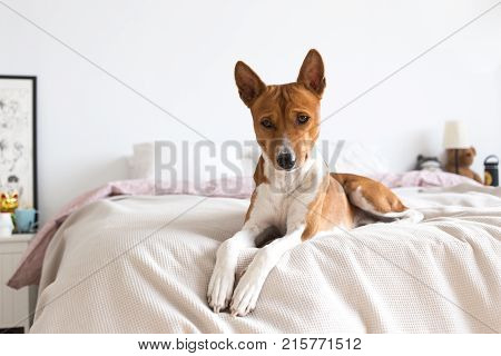 Sad and thoughtful little puppy of basenji breed lays on bed on lazy sunday morning looks down and frowns. Lonely dog waits for owner at home paws on pillow