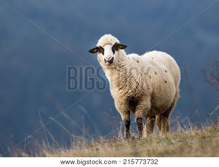 Sheep Grazing On Hillside With Forest In Background