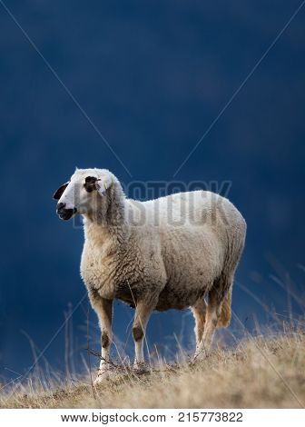 Sheep Grazing On Hillside With Forest In Background