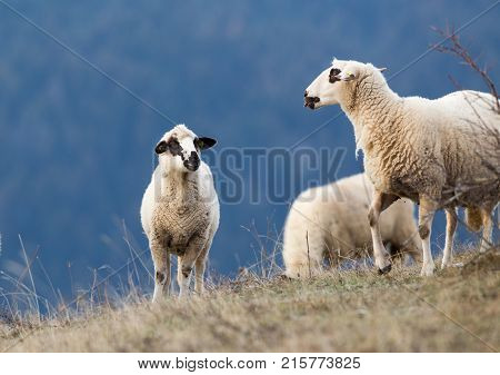 Sheep Grazing On Hillside With Forest In Background