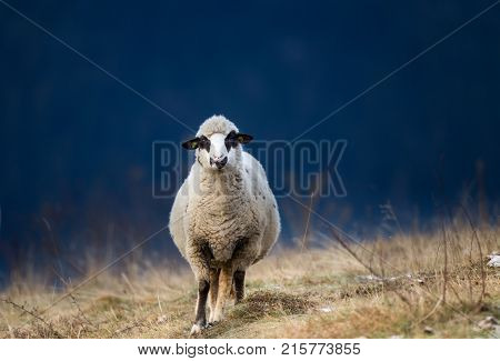 Sheep Grazing On Hillside With Forest In Background